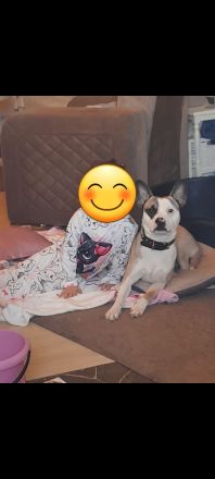 Französische Bulldogge Mix sucht liebevolles zuhause