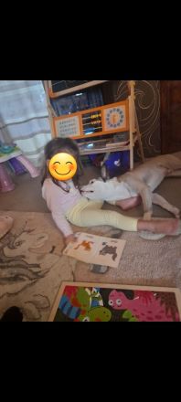 Französische Bulldogge Mix sucht liebevolles zuhause