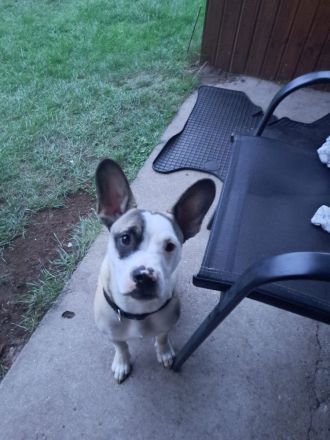 Französische Bulldogge Mix sucht liebevolles zuhause