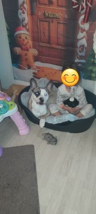Französische Bulldogge Mix sucht liebevolles zuhause