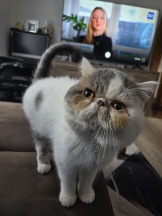 Deckkater Lucky mit Stammbaum