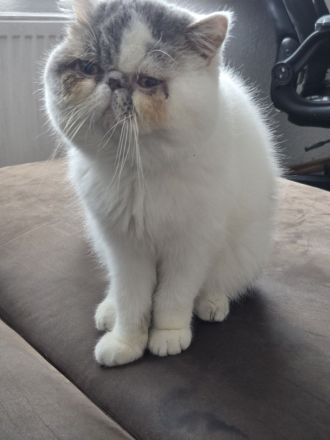 Deckkater Lucky mit Stammbaum