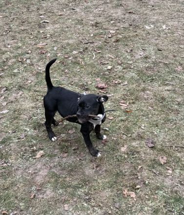 Französische Bulldogge mit Olt Englisch Bulldogge