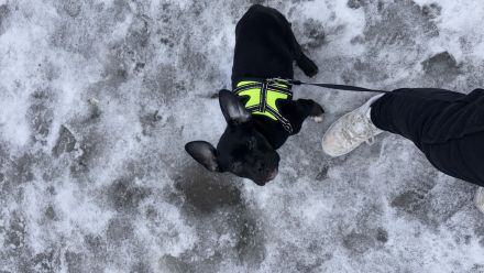 Französische Bulldogge mit Olt Englisch Bulldogge