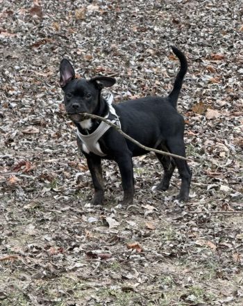 Französische Bulldogge mit Olt Englisch Bulldogge