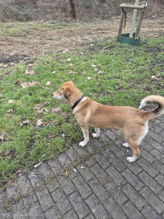 Luna, 8 Monate alt, schweren Herzens abzugeben