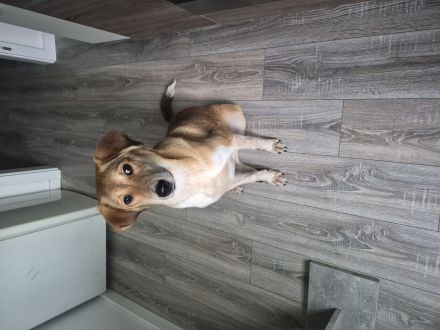 Luna, 8 Monate alt, schweren Herzens abzugeben