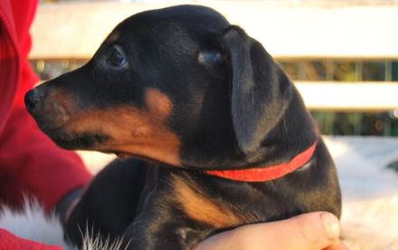 Zauberhafte Dobermann-Welpen suchen ihr Traumzuhause