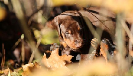 Zauberhafte Dobermann-Welpen suchen ihr Traumzuhause
