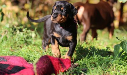 Zauberhafte Dobermann-Welpen suchen ihr Traumzuhause