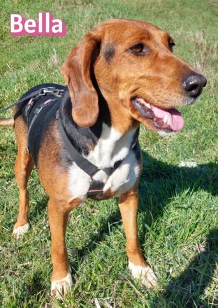 Bella, 12/23 - sanfte Brackendame sucht Familie