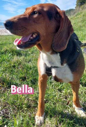 Bella, 12/23 - sanfte Brackendame sucht Familie