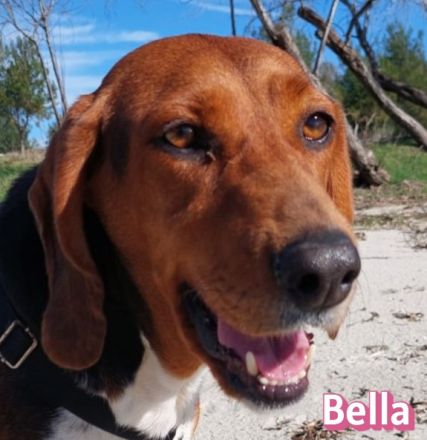 Bella, 12/23 - sanfte Brackendame sucht Familie