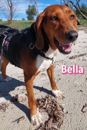 Bella, 12/23 - sanfte Brackendame sucht Familie