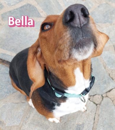 Bella, 12/23 - sanfte Brackendame sucht Familie