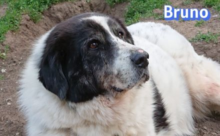 Bruno2, 10/17 - lieber Senior wünscht sich ein ruhiges Zuhause