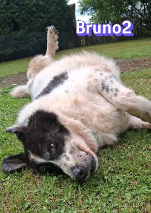 Bruno2, 10/17 - lieber Senior wünscht sich ein ruhiges Zuhause