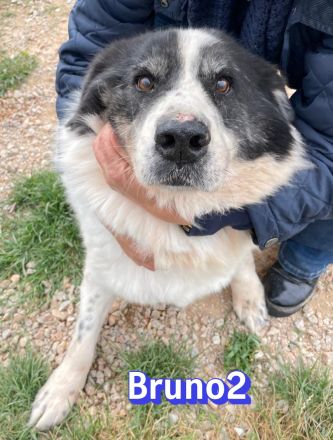 Bruno2, 10/17 - lieber Senior wünscht sich ein ruhiges Zuhause