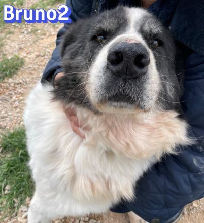 Bruno2, 10/17 - lieber Senior wünscht sich ein ruhiges Zuhause