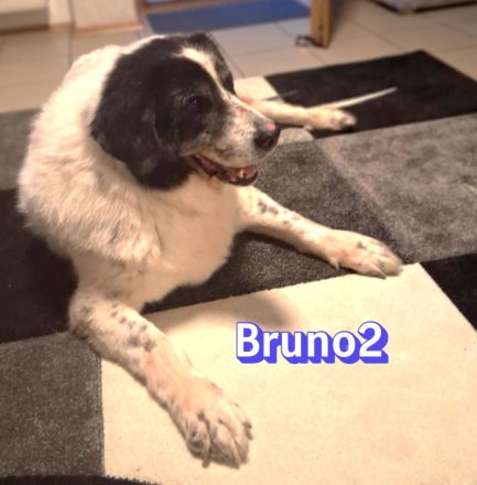 Bruno2, 10/17 - lieber Senior wünscht sich ein ruhiges Zuhause