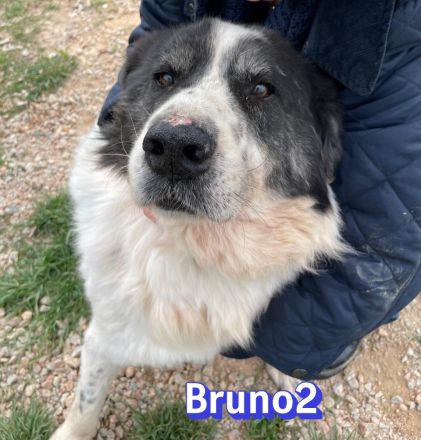 Bruno2, 10/17 - lieber Senior wünscht sich ein ruhiges Zuhause