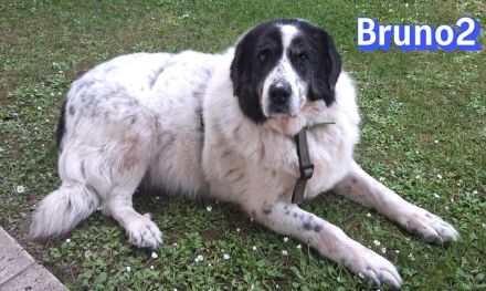 Bruno2, 10/17 - lieber Senior wünscht sich ein ruhiges Zuhause