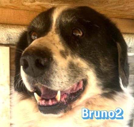 Bruno2, 10/17 - lieber Senior wünscht sich ein ruhiges Zuhause