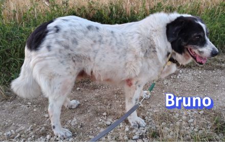 Bruno2, 10/17 - lieber Senior wünscht sich ein ruhiges Zuhause