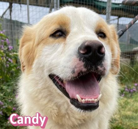 Candy, 10/22 - Sunshine-Girl sucht 2te Chance
