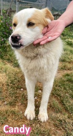 Candy, 10/22 - Sunshine-Girl sucht 2te Chance