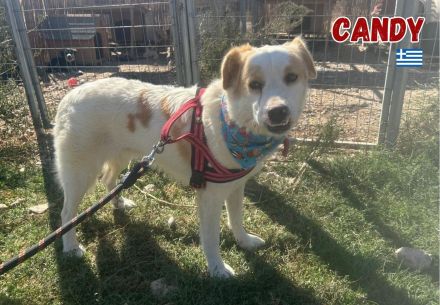 Candy, 10/22 - durfte leider nicht mit umziehen und leidet seitdem im Shelter