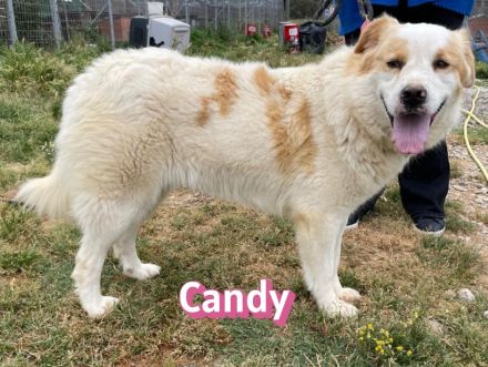 Candy, 10/22 - Sunshine-Girl sucht 2te Chance