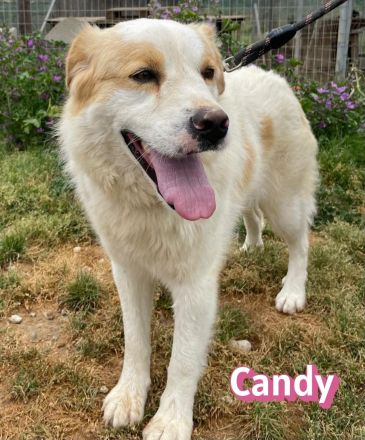 Candy, 10/22 - Sunshine-Girl sucht 2te Chance