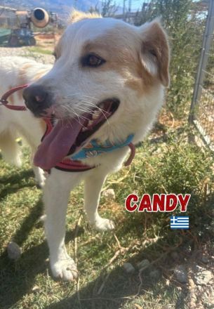 Candy, 10/22 - durfte leider nicht mit umziehen und leidet seitdem im Shelter