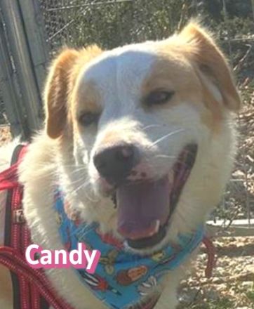 Candy, 10/22 - durfte leider nicht mit umziehen und leidet seitdem im Shelter