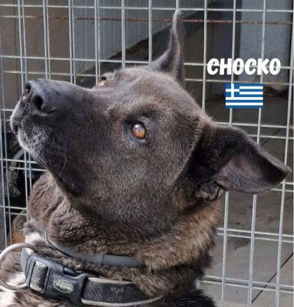 Chocko, 01/22 - einst geliebter Familienhund...dann Wegwerfartikel beim Umzug
