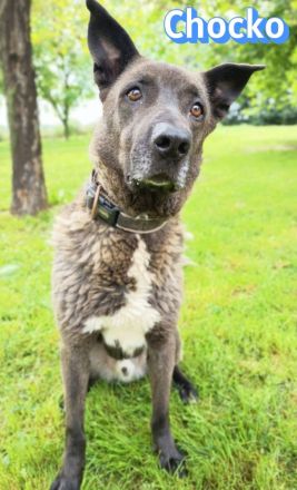 Chocko, 01/22 - einst geliebter Familienhund...dann Wegwerfartikel beim Umzug