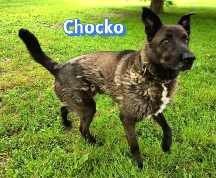 Chocko, 01/22 - einst geliebter Familienhund...dann Wegwerfartikel beim Umzug