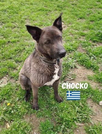 Chocko, 01/22 - einst geliebter Familienhund...dann Wegwerfartikel beim Umzug