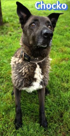 Chocko, 01/22 - einst geliebter Familienhund...dann Wegwerfartikel beim Umzug
