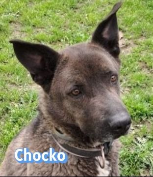 Chocko, 01/22 - einst geliebter Familienhund...dann Wegwerfartikel beim Umzug