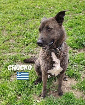 Chocko, 01/22 - einst geliebter Familienhund...dann Wegwerfartikel beim Umzug