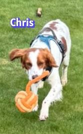 Chris, 01/24 - süßer Bretone sucht Familie