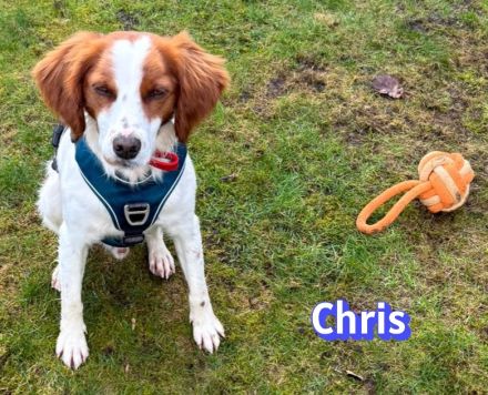 Chris, 01/24 - süßer Bretone sucht Familie