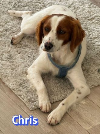 Chris, 01/24 - süßer Bretone sucht Familie