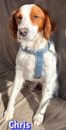 Chris, 01/24 - süßer Bretone sucht Familie