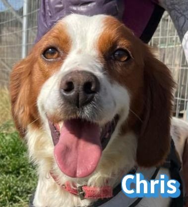 Chris, 01/24 - süßer Bretone sucht Familie