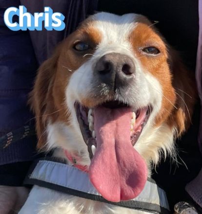 Chris, 01/24 - süßer Bretone sucht Familie
