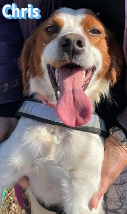 Chris, 01/24 - süßer Bretone sucht Familie