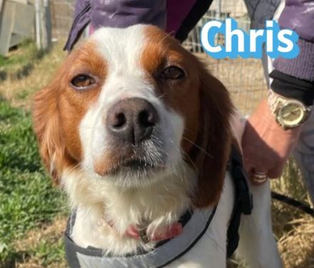 Chris, 01/24 - süßer Bretone sucht Familie